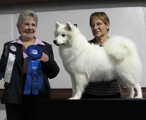 Wachusett American Eskimos - NevaeH is our youngest UKC Champion.