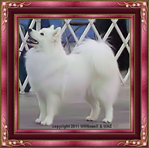 GCh/BIMBS Gr Ch Pr Wachusett's A Beautiful Heaven aka NevaeH in the group ring at MVKC 1.16.2011