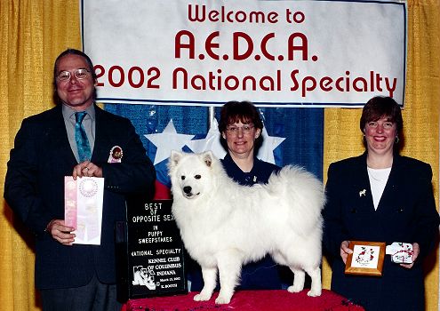 Alpine's He Walks W O Sound aka Kajika.  Here Kajika takes Best of Opposite in Puppy Sweeps at the 2002 AEDCA National Specialty in Louisville,  Kentucky under Judge William Buell III (a Chow Chow breeder)... Kajika age 7 1/2 months is the youngest AED entered at the Specialty.