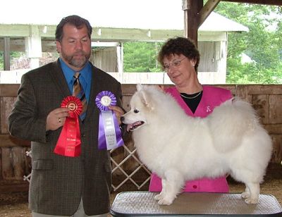 American Eskimo Dog - Wachusett American Eskimos - BeSota'a A Beautiful Dream - Takes a Group 2!