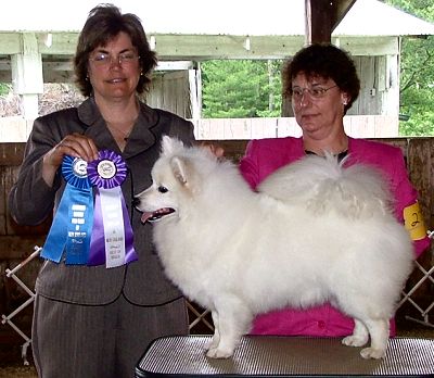 American Eskimod Dog - Wachusett American Eskimos - BeSota's A Beautiful Dream - Group 1 Northern Breeds