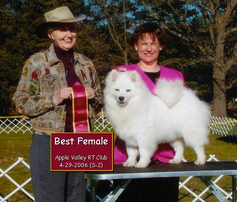 Wachusett American Eskimo's Presents BeSota's A Beautiful Dream - First UKC Competition win.