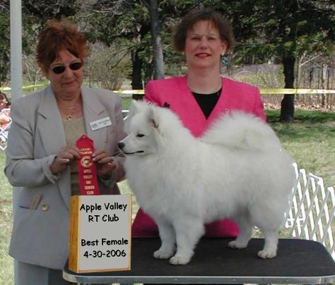 Wachusett American Eskimo's Presents BeSota's A Beautiful Dream - Second UKC Competition win.