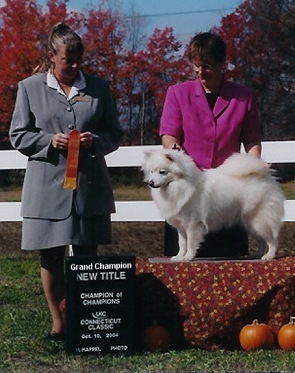 American Eskimo Dog - Wachusett American Eskimos - Westminster, Massachusetts - Wachusett's She Brngz Joy - New UKC Grand Champion