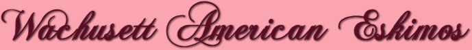 American Eskimo Dog Breeders - Wachusett American Eskimos - Worcester County, Massachusetts