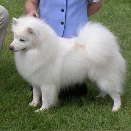 American Eskimo Dog Breeder - Wachusett American Eskimos - Wachusetts ...